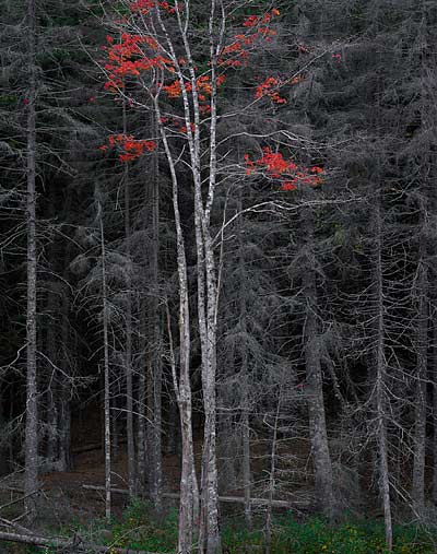  - cc-bare-trees-red-leaves